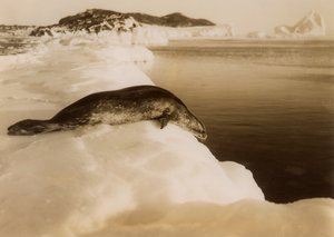Un phoque de Weddell sur le point de plonger à West Beach, Cape Evans, Antarctique, 1911 - Herbert Ponting