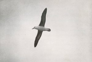 Albatros en vol, vers 1910-1913, 1913 - Herbert Ponting