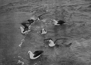 Albatros cherchant de la nourriture dans le sillage du Terra Nova, c1910-1913, 1913 - Herbert Ponting