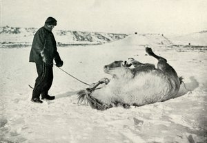 Cherry-Garrard donnant à son poney Michael un roulé dans la neige, vers 1911, 1913
