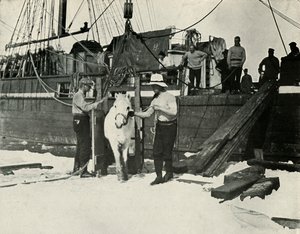Débarquement des poneys, vers 1910-1913, 1913 - Herbert Ponting