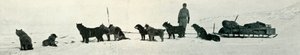 Chiens avec des provisions sur le point de quitter Hut Point, vers 1911, 1913 - Herbert Ponting