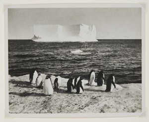 Iceberg à la dérive au large du cap Royds