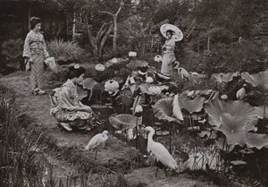 Dans un jardin de lotus - Herbert Ponting