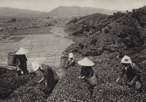 Japon dans les années 1920 : Récolte de thé - Herbert Ponting