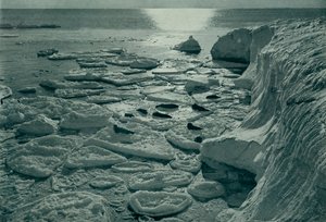 Phoques se prélassant sur la glace en formation au large du cap Evans, vers 1910-1913, 1913