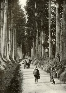Les Cryptomérias à Nikko, 1910 - Herbert Ponting