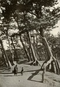 Les Pins de Shizu-Ura, 1910 - Herbert Ponting