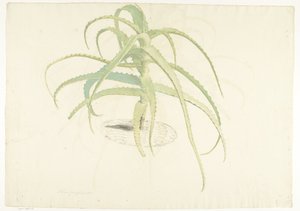 Aloès perfoliata
