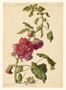 A La rose trémière