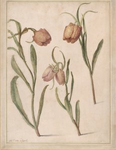Étude de trois fritillaires, 1683