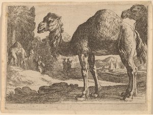 Chameaux - Herman van Swanevelt
