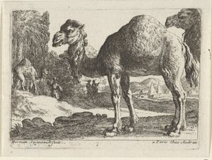Chameaux - Herman van Swanevelt
