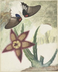 Deux papillons et une fleur jaune-violette à cinq pétales