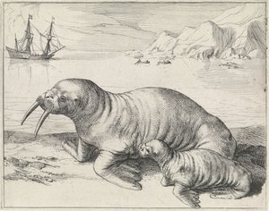 Morse à Spitsbergen - Hessel Gerritsz