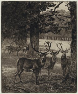 Cerfs dans le parc de Windsor - Heywood (after) Hardy