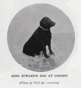 Le chien du roi Édouard VII à l