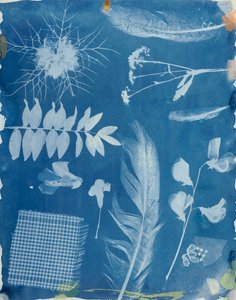 Spécimens de plantes par Bayard, c.1842