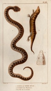 Aesping ou Vipère Rouge, Scinque des pharmacies, sa tête vue de dessus. Faune des Médecins ou histoire des animaux et de leurs produits par Hippolyte Cloquet - Volume 6 - 1825 - Hippolyte Cloquet