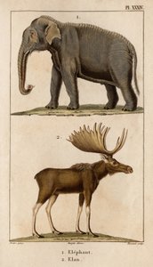 Éléphant et Élan. "Faune des Médecins ou histoire des animaux et de leurs produits par Hippolyte Cloquet" - Volume 6 - 1825 - Hippolyte Cloquet