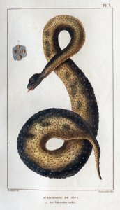 Acrochord de Java. Ses tubercules isolés. Faune des Médecins ou histoire des animaux et de leurs produits par Hippolyte Cloquet - Volume 6 - 1825 - Hippolyte Cloquet
