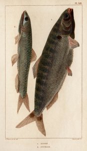 Alose et Anchois. "Faune des Médecins ou histoire des animaux et de leurs produits par Hippolyte Cloquet" - Volume 6 - 1825 - Hippolyte Cloquet