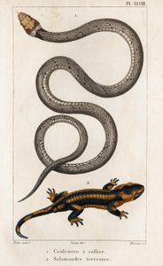 Le serpent à collier, la salamandre terrestre. Faune des Médecins ou histoire des animaux et de leurs produits par Hippolyte Cloquet - Volume 6 - 1825 - Hippolyte Cloquet