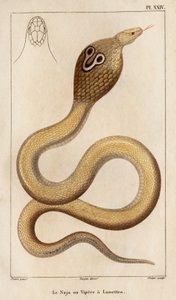 Le Naja ou vipère à lunettes. Faune des Médecins ou histoire des animaux et de leurs produits par Hippolyte Cloquet - Volume 6 - 1825 - Hippolyte Cloquet