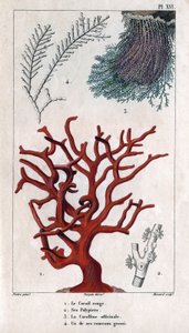 Le Corail Rouge, ses Polypiers, la Coralline officinale, une des branches grossières. dans "Faune des Docks ou Histoire des Animaux et de leurs Produits par Hippolyte Cloquet" - Volume 6 - 1825