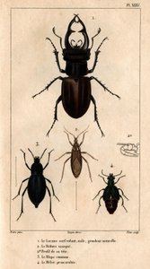Le cerf-volant mâle, taille naturelle, le Reduve masqué, le blaps commun, le proscarabée Meloe dans 