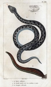 La vipère ordinaire, sa bouche ouverte avec ses crocs venimeux, le sang officinal. "Faune des Médecins ou histoire des animaux et de leurs produits par Hippolyte Cloquet" - Volume 6 - 1825 - Hippolyte Cloquet