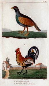 Le coq de Bruyère et le coq de nos basses-cours. "Faune des Médecins ou histoire des animaux et de leurs produits par Hippolyte Cloquet" - Volume 6 - 1825