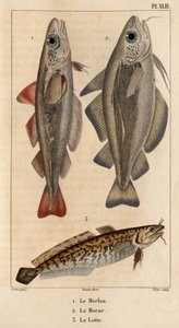 Le merlan, la morue et la lotte. Faune des Médecins ou histoire des animaux et de leurs produits par Hippolyte Cloquet - Volume 6 - 1825 - Hippolyte Cloquet