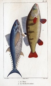 Thon et perche de rivière. Faune des médecins ou histoire des animaux et de leurs produits par Hippolyte Cloquet