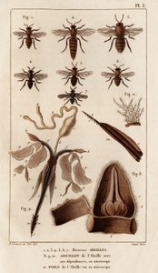 Diverses abeilles. "Faune des Médecins ou histoire des animaux et de leurs produits par Hippolyte Cloquet" - Volume 6 - 1825 - Hippolyte Cloquet