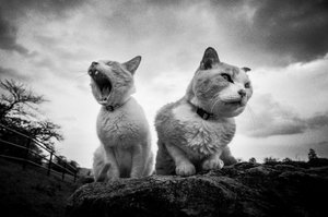 Chats grincheux qui bâillent - Hiroaki Kuroda