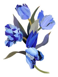 Tulipe bleue