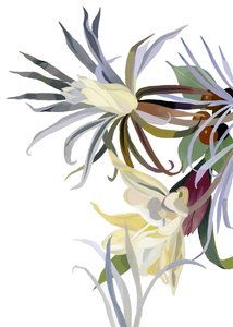 Fleurs élégantes, semblables à des barbes