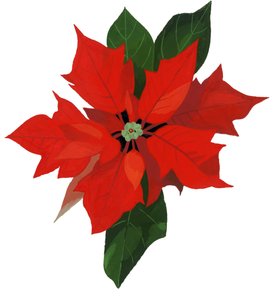 Poinsettia