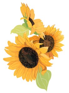 Tournesol
