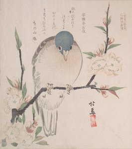 Collection de pluie printanière Harusame shu, vol. 3: Colombe de montagne et fleurs de pêcher, vers 1820 - Hokuba