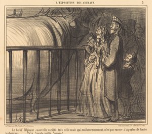 Le Bœuf-éléphant nouvelle variété - Honoré Daumier
