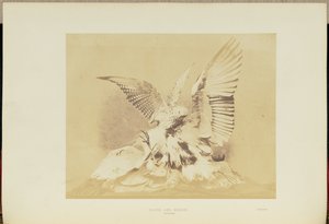 Faucon et héron - Hugh Owen