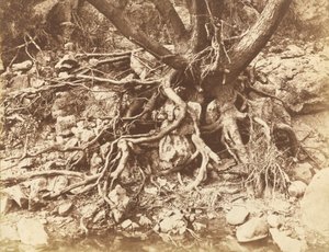 Arbre avec enchevêtrement de racines