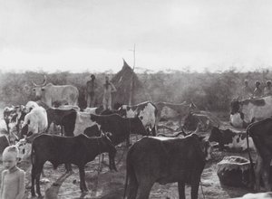 Afrique : Enclos à bétail sur la rive du Bahr el Zeraf - Hugo Adolf Bernatzik