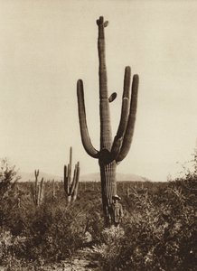 Mexique : "Cereus giganteus" dans les environs de Magdalena, Etat de Sonora (photo n/b)