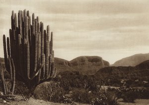 Mexique : Cuicatian, "Cereus candelabrum" (photo n/b)