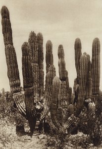Mexique : Guaymas, "Cereus Pringlei", Estado Sonora (photo n/b)