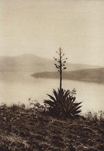 Mexique : rivage du lac Chapala avec des agaves en fleurs (photo n/b)