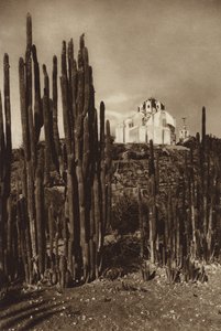 Mexique : Zapottlan, "Cereus bavosus" (photo n/b)